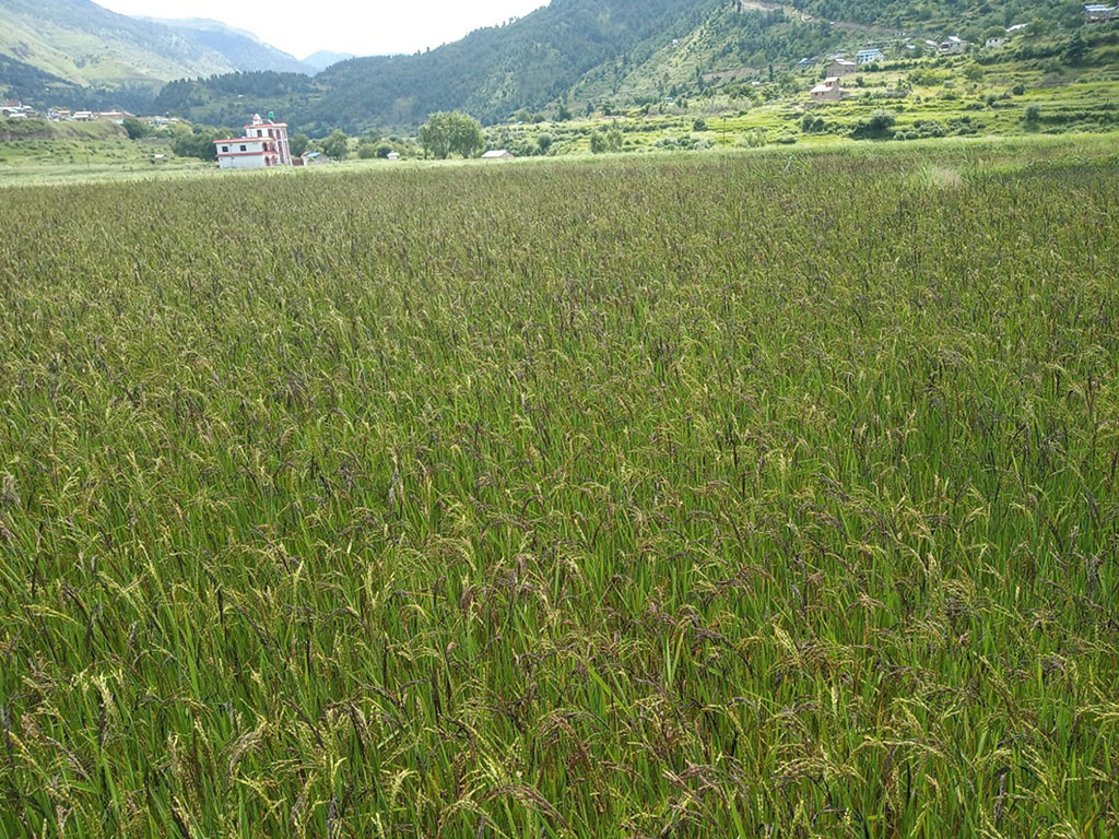 पाक्न लागेको कालीमार्सीमा रोग लागेपछि  किसान चिन्तित  